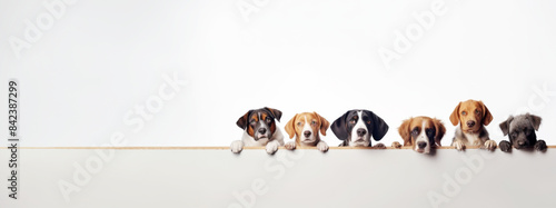 Cute different breeds dogs peeking out from behind white banner background, with copy space, blank for text ads, and graphic design.