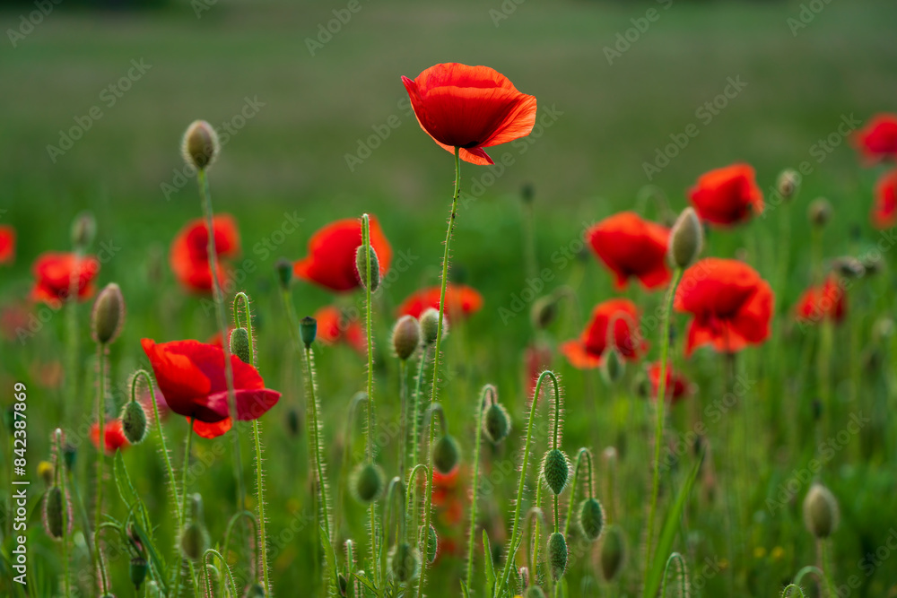 Obraz premium Huge red poppy field at Bavarian nature