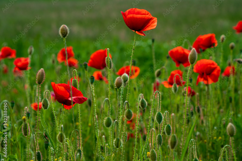 Fototapeta premium Huge red poppy field at Bavarian nature