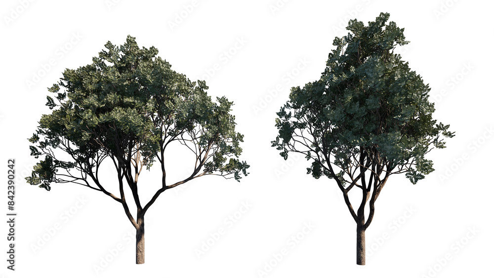 tree isolated on white background tree isolated on white background