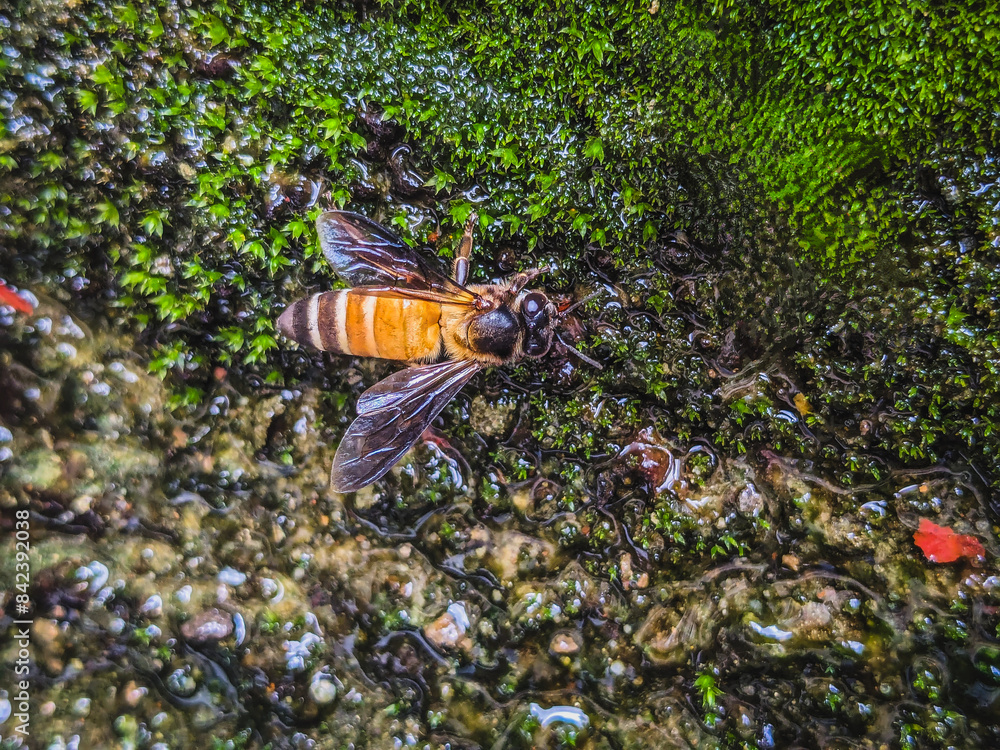 Honey bees sitting on the green moss Honey bees sitting on the green moss