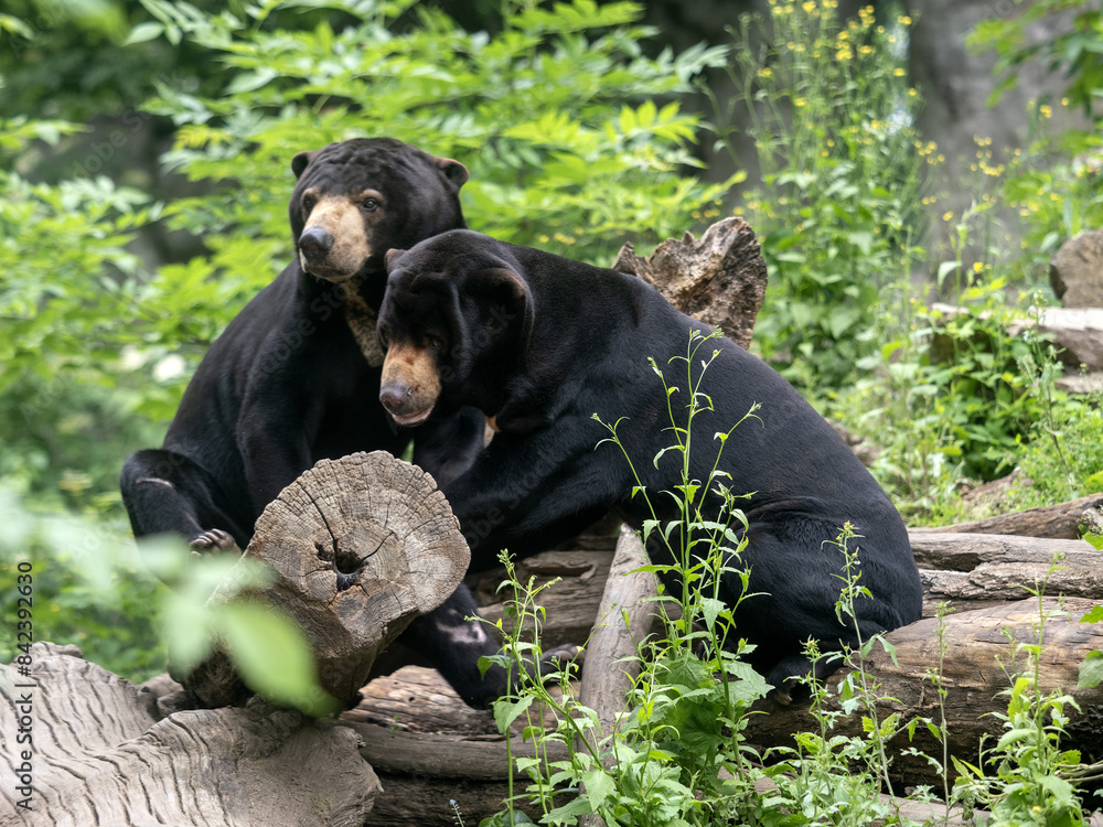 A pair of Malayan sun bears, Helarctos malayanus, in courtship