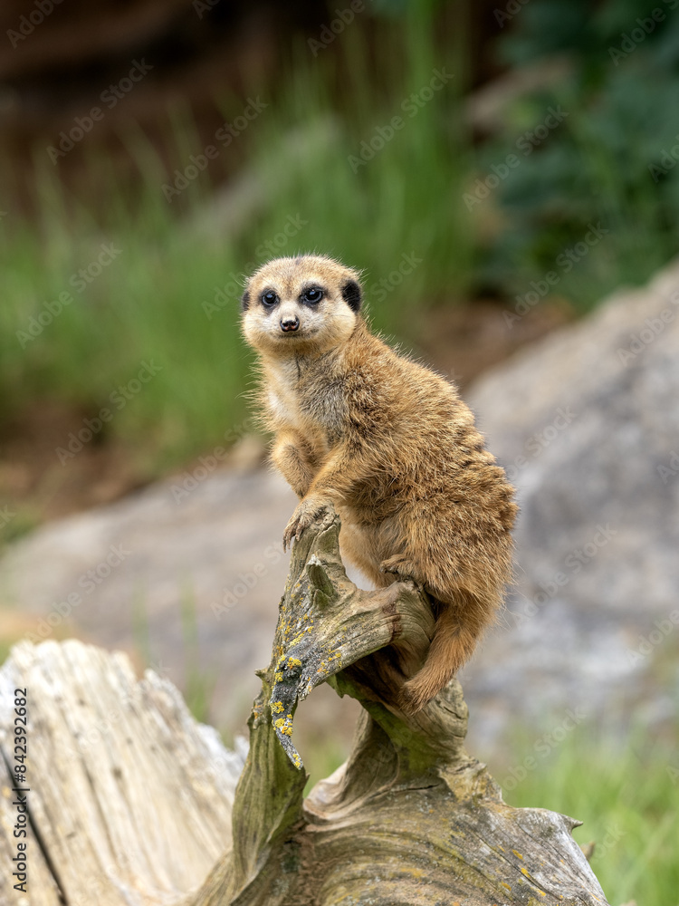 A meerkat, Suricata suricatta, sits on a tree stump and observes the surroundings