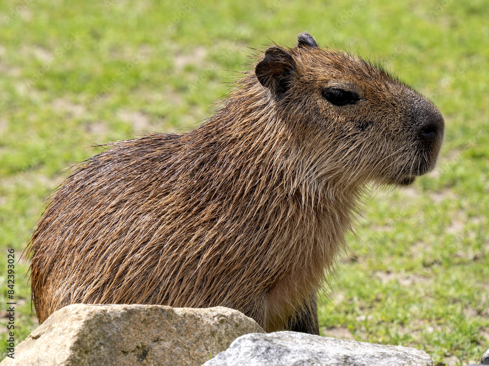 Portrait of a female Capybara, Hydrochoerus hydrochaeris
