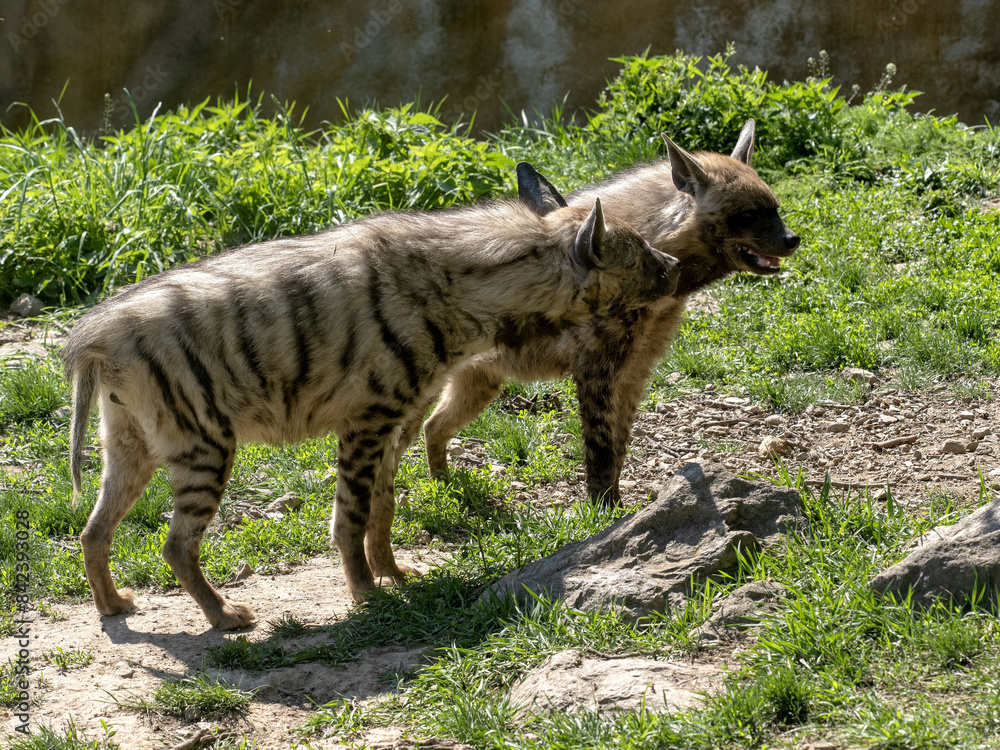A pair of Striped hyena, Hyaena hyaena sultana stand together and search for prey