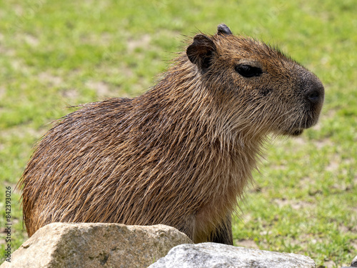Obraz na płótnie Portrait of a female Capybara, Hydrochoerus hydrochaeris w salonie