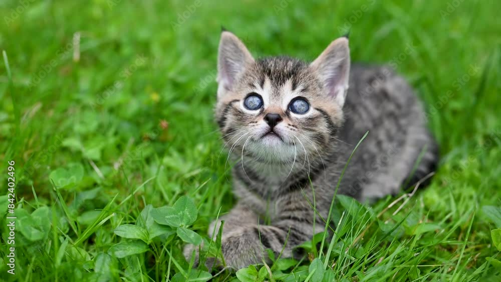 Portrait of striped kitten, two weeks old, with beautiful blue eyes discovering the garden meadow. Domestic animal cat looking in camera. Portrait of striped kitten, two weeks old, with beautiful blue eyes discovering the garden meadow. Domestic animal cat looking in camera.