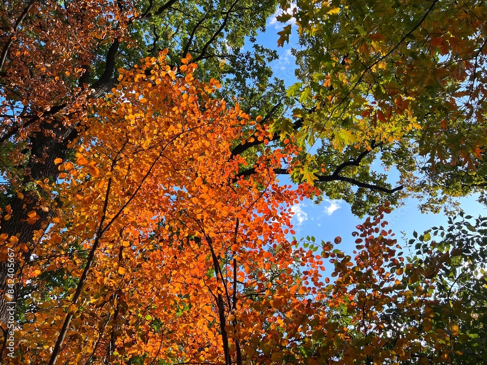 Autumn park with colorful trees Autumn park with colorful trees