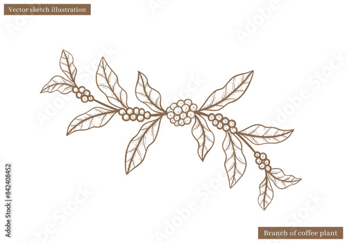 coffee plant leaves vector sketch with coffee fruit seed in hand drawn illustration vector