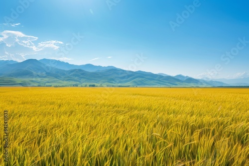 A Vast Field of Golden Yellow Paddy Swaying Gently in the Breeze with Mountains in the Background