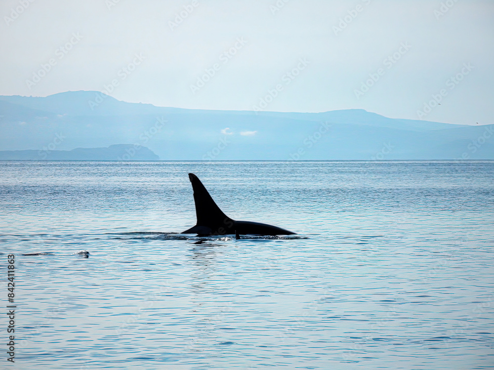 Fototapeta premium Orca or killer whale in sea water of north part of Pacific ocean