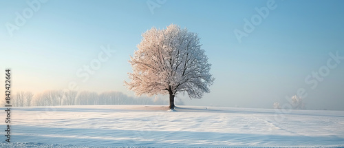 Snowcovered field with a single tree photo