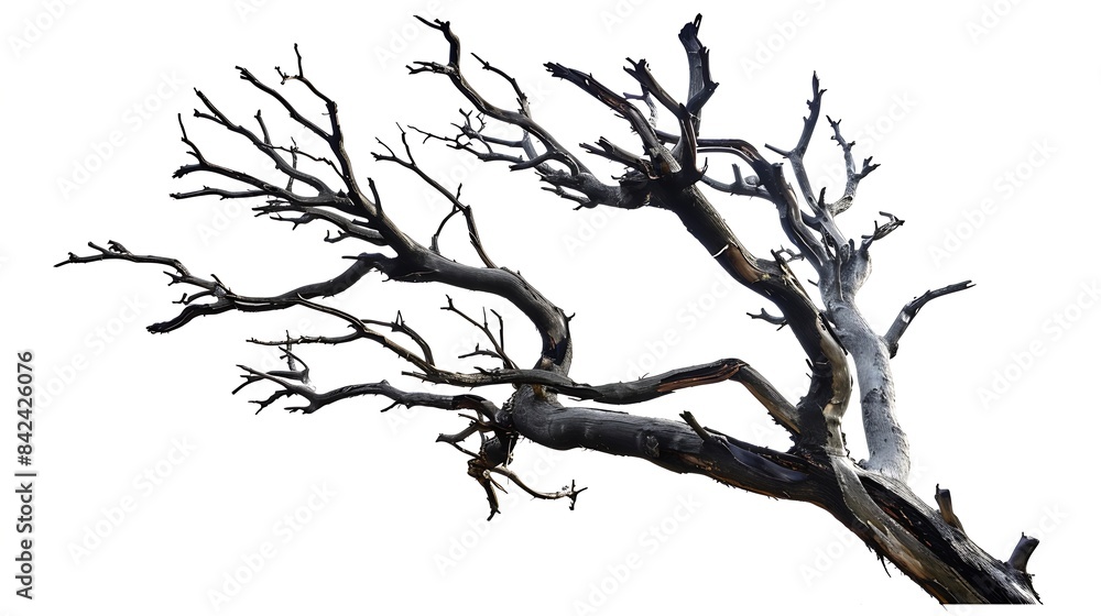 Dead tree isolated on a white background clipping path : Generative AI Dead tree isolated on a white background clipping path : Generative AI
