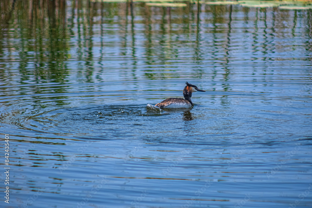 Haubentaucher (Podiceps cristatus). The bird swimming in the lake. Bahri bird in the Beysehir Lake. Konya, Turkey. Haubentaucher (Podiceps cristatus). The bird swimming in the lake. Bahri bird in the Beysehir Lake. Konya, Turkey.
