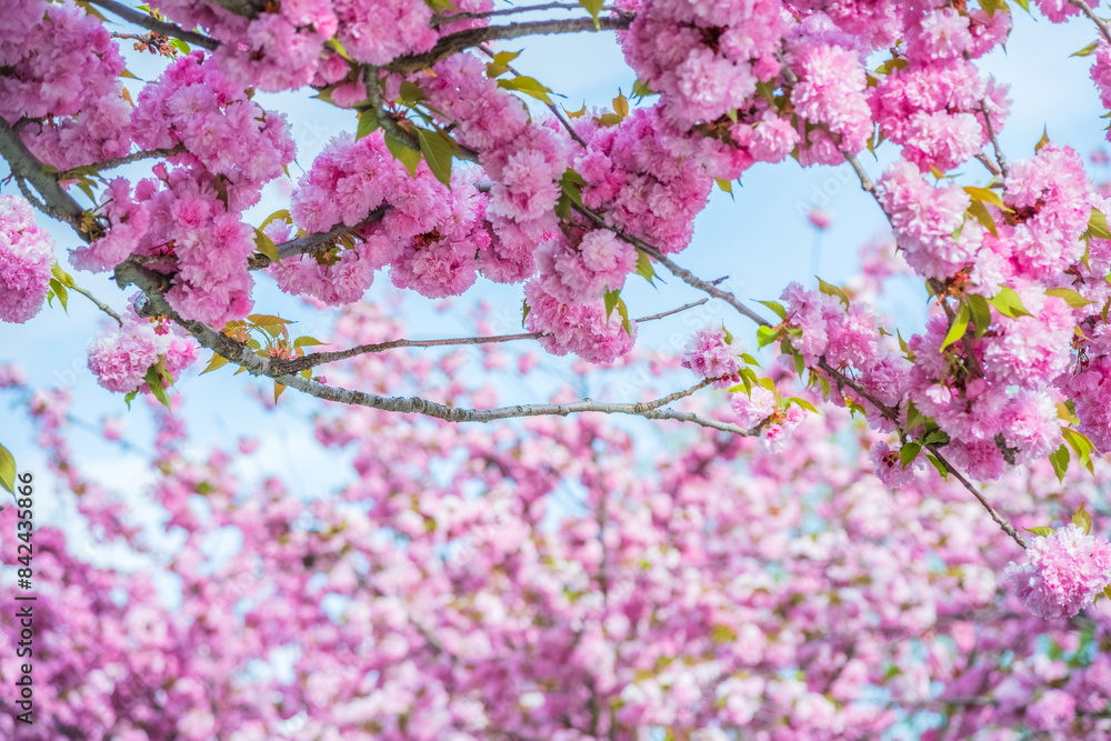 Pink flowers, pink flowers are trees, tree branches are trees. Bottom-up view, selective focus.