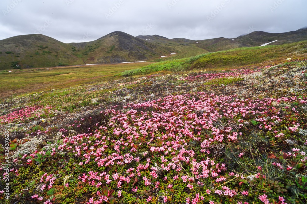 Alpine azalea (Kalmia procumbens or Loiseleuria procumbens) on the hillside. Beautiful blooming tundra wildflowers. Plants growing in the Arctic. Nature and flowers of Chukotka and Siberia. Russia. Alpine azalea (Kalmia procumbens or Loiseleuria procumbens) on the hillside. Beautiful blooming tundra wildflowers. Plants growing in the Arctic. Nature and flowers of Chukotka and Siberia. Russia.
