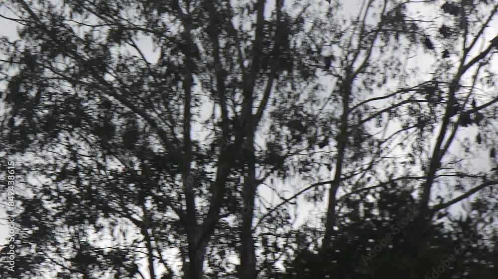 Many Bats Flying Between Trees In Woodland Cloudy Blue Sky Australia Gippsland Victoria Maffra Daytime Many Bats Flying Between Trees In Woodland Cloudy Blue Sky Australia Gippsland Victoria Maffra Daytime