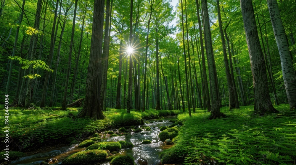 Obraz premium A lush green forest with tall trees stretching towards the sky, bathed in sunlight filtering through the leaves. The forest floor is covered in vibrant green foliage, and a clear stream flows gently