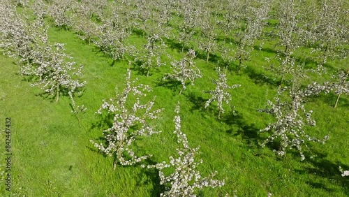 Luftaufnahme von einer Apfelplantage in voller Blüte