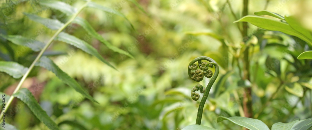 Nature background of green fern fronds and tropical plant leaves in close-up Nature background of green fern fronds and tropical plant leaves in close-up