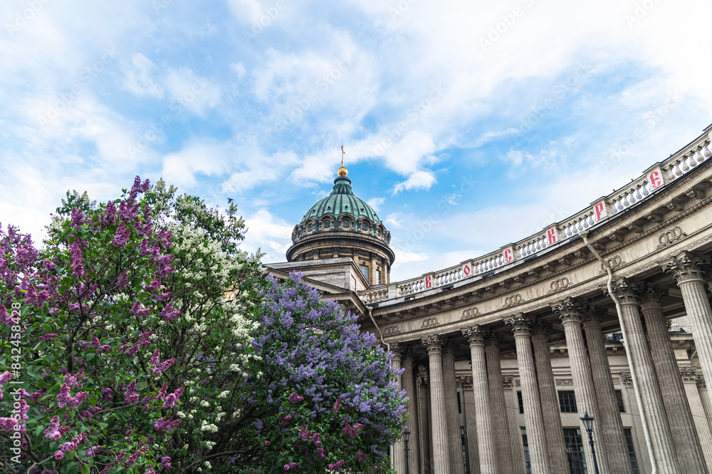 Obraz premium View of blooming lilacs and the dome of the Kazan Cathedral in St. Petersburg. Spring in St. Petersburg.