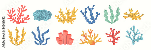 Photography Set of coral and seaweed