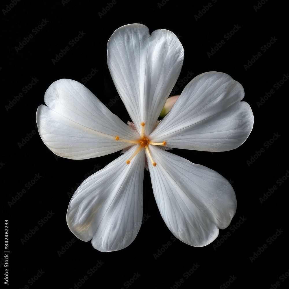 flower Photography, Jasminum polyanthum, Close up view, Isolated on black Background flower Photography, Jasminum polyanthum, Close up view, Isolated on black Background