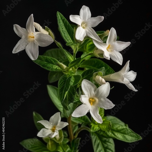 flower Photography, Jasminum polyanthum, Close up view, Isolated on black Background © Tebha Workspace