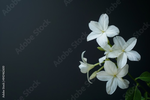 flower Photography  Jasminum sambac  full view object  copy space on right  Isolated on Black Background