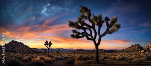 Joshua Tree night sky featuring black and white stars with copy space image available.