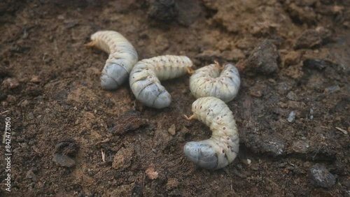 Cockchafer larva. Its other names Melolontha melolontha, white grub, Cockchafer beetle, may bug worm and may beetle. It is  an insect of the order Coleoptera.  photo