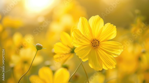 Radiate in the charming beauty of Sulfur Cosmos flowers Lively petals sway under the sun sparking happiness in every part of your yard © AkuAku