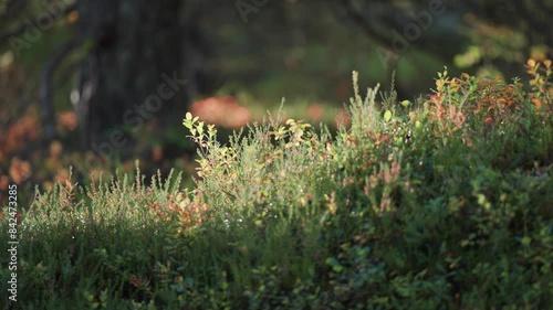 Lush green forest undergrowth lit by the morning sun. Parallax video, bokeh background. photo