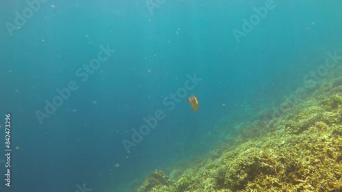 Scribbled filefish (Aluterus scriptus) swims gracefully near the coral reef in the Raja Ampat archipelago, Indonesia. The unique patterns and movements of this fish highlight the marine biodiversity. photo