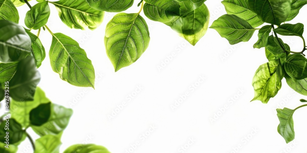 Green Leaves. Corner Frame of Tree Branch and Isolated Leaves on White Background with Copy Space Green Leaves. Corner Frame of Tree Branch and Isolated Leaves on White Background with Copy Space