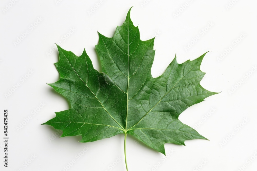 Green Maple Leaf. Autumn Single Isolated Leaf Element of Canadian Maple Tree Green Maple Leaf. Autumn Single Isolated Leaf Element of Canadian Maple Tree