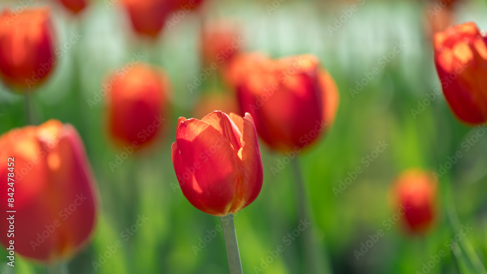Obraz premium lots of beautiful red tulips, spring natural background