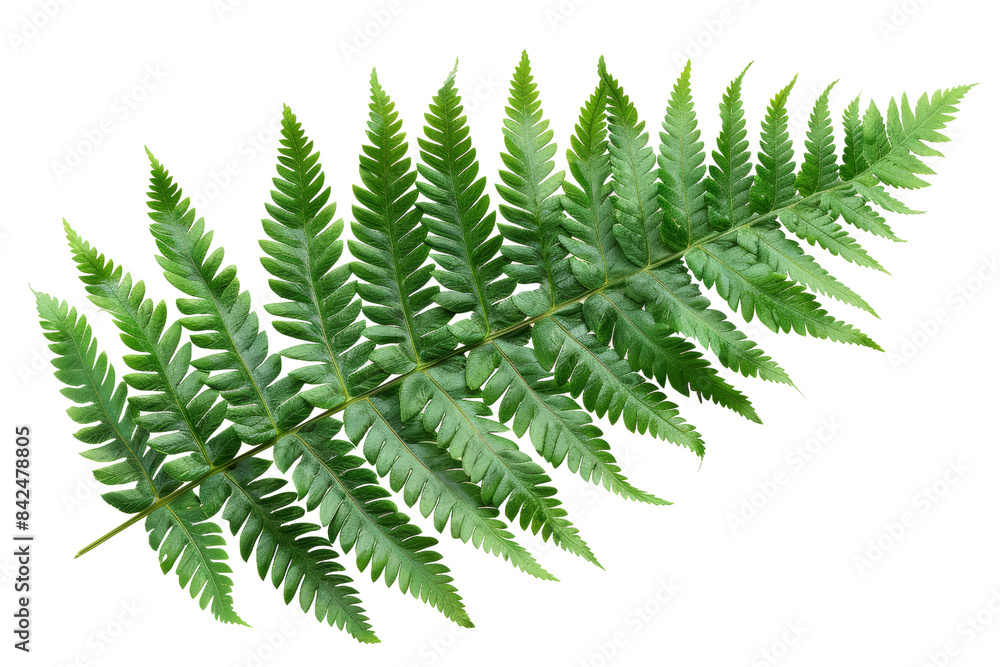 A vibrant green fern frond isolated on a white background, showcasing the intricate pattern and lush texture of the leaves perfect for botanical design. A vibrant green fern frond isolated on a white background, showcasing the intricate pattern and lush texture of the leaves perfect for botanical design.