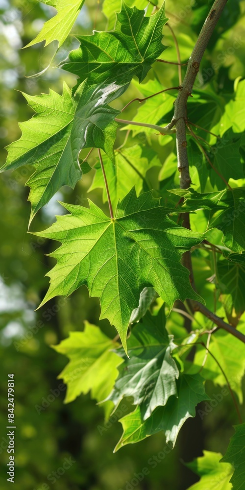 Green Maple Leaves in Spring: Closeup of Fresh Maple Leaves on a Twig Green Maple Leaves in Spring: Closeup of Fresh Maple Leaves on a Twig
