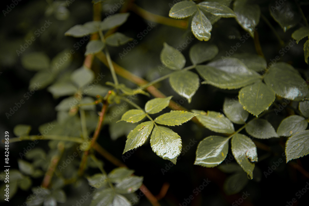 Plants in an old mountain forest in the early morning. Plants in an old mountain forest in the early morning.
