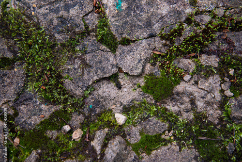 Plants in an old mountain forest in the early morning. Background with texture and moss.