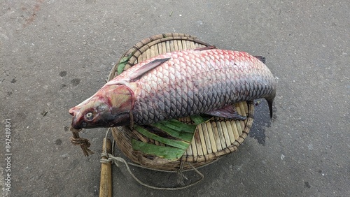Big-size fish on top of a fishing bucket on the road.