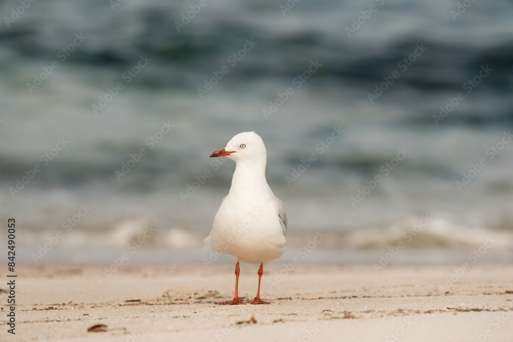 Fototapeta premium seagull on the beach