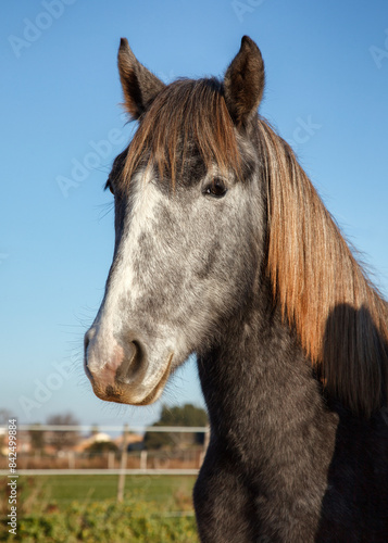 young camargue horse