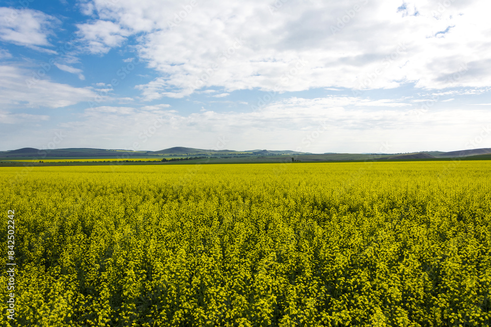 Rapeseed field with yellow flowers on a background of hills