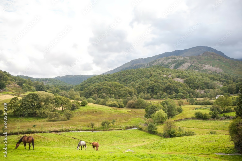 lake district lush valley panoramic view near ambleside lake district lush valley panoramic view near ambleside