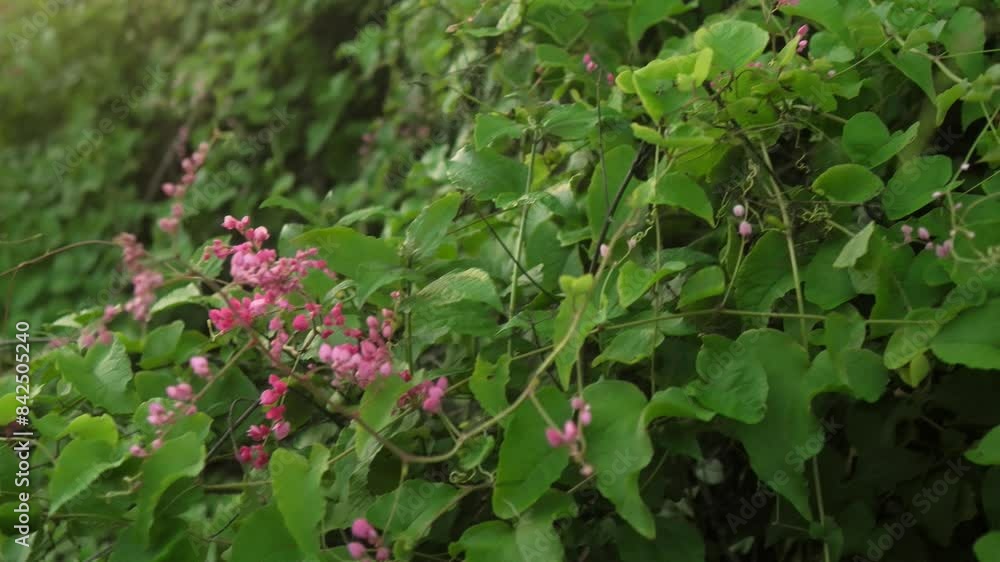 Vibrant pink flowers bloom among lush green leaves in a serene outdoor setting Vibrant pink flowers bloom among lush green leaves in a serene outdoor setting