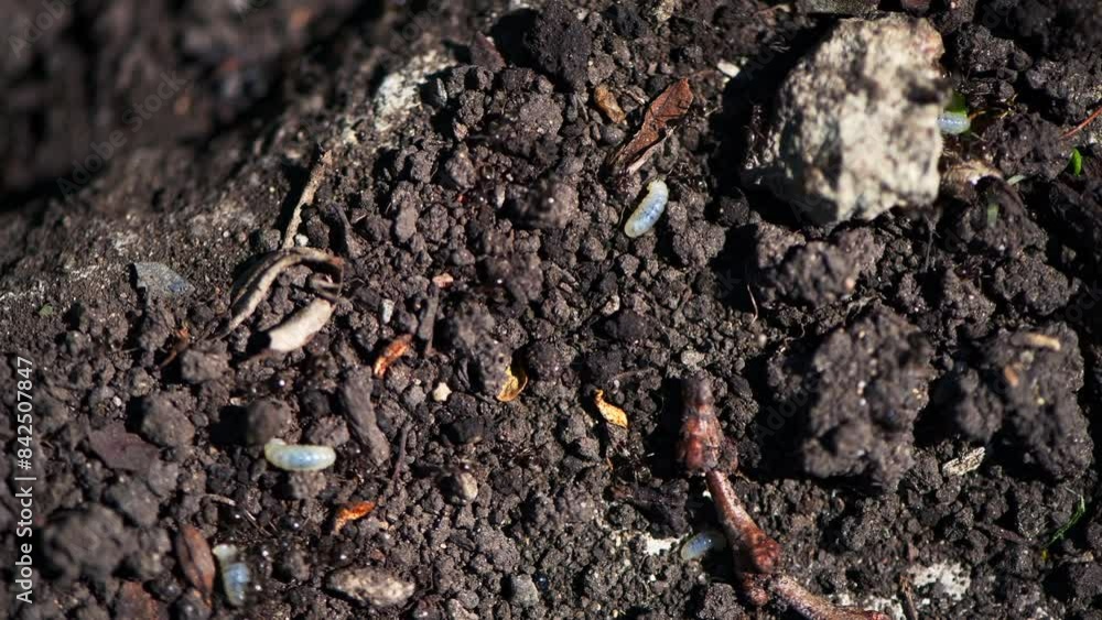 ants in the garden. destroyed anthill, ants carry eggs ants in the garden. destroyed anthill, ants carry eggs