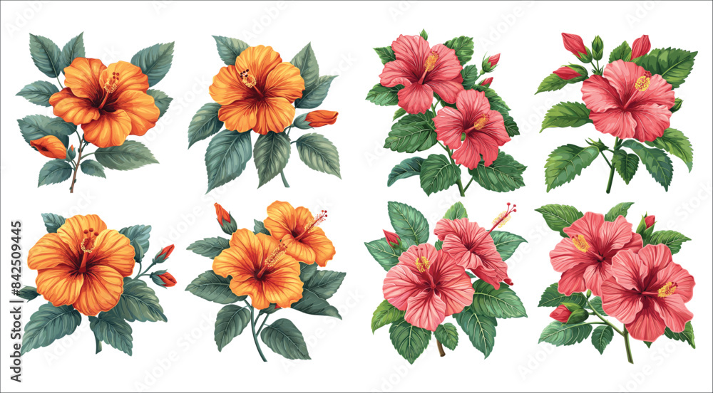 Fototapeta premium Tropical hibiscus flower set, Beautiful pink hibiscus flower, Pink hibiscus flower, Lovely pink hibiscus flower bouquet, Set of hibiscus flowers vector, Red hibiscus flower, Chinese rose, Romantic