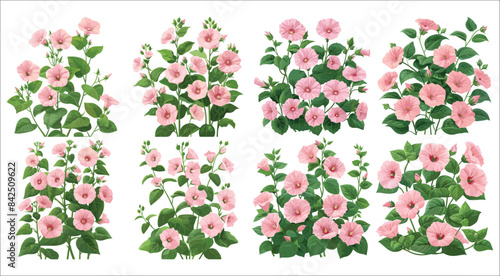 Pink morning glories with green leaves, Pink morning glory flower, Beautiful pink morning glory flower, pink morning glory with leaf, Pink morning glory flowers on white background, Summer, Plant